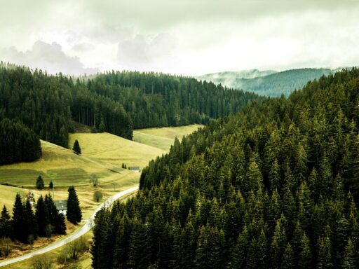 A novembre Bnp Paribas Asset Management ha presentato il Bnp Paribas Future Forest Fund (Fff), un fondo che investirà in silvicoltura sostenibile.