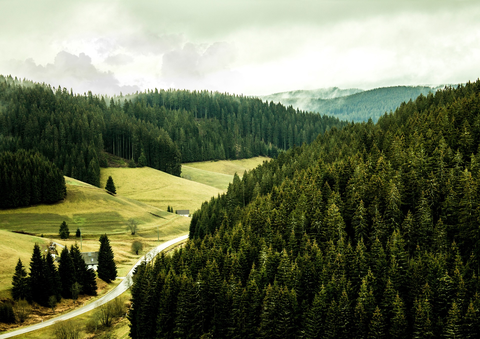 A novembre Bnp Paribas Asset Management ha presentato il Bnp Paribas Future Forest Fund (Fff), un fondo che investirà in silvicoltura sostenibile.