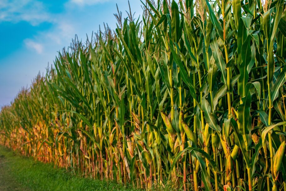 Advanta Seeds, azienda sementiera internazionale, parte del gruppo indiano Upl, ha annunciato l’acquisizione degli asset strategici dell’italiana K-Adriatica dedicati al mais, con l’obiettivo di espandere la propria presenza nel mercato agricolo europeo.